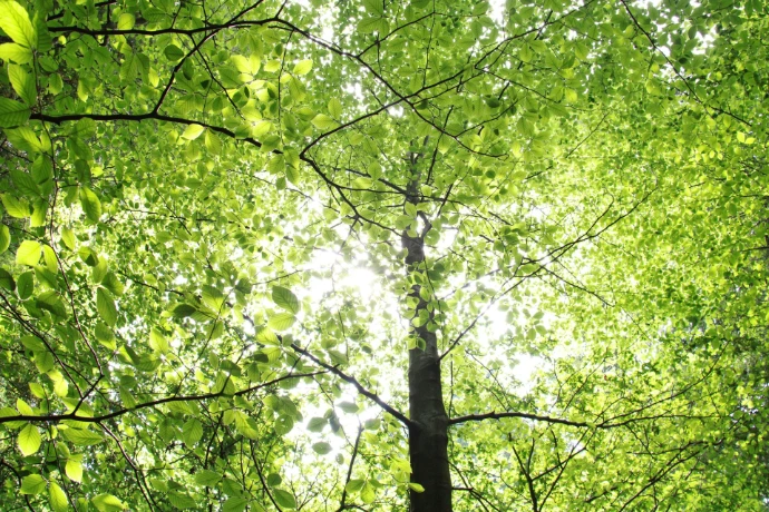 green tree
